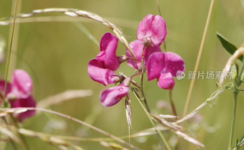 块茎豌豆，Fyfield豌豆(Lathyrus tuberosus)